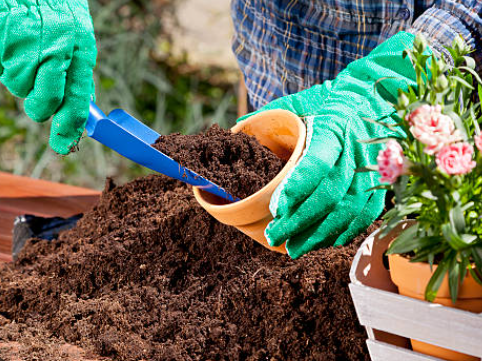 Pot Planting Service